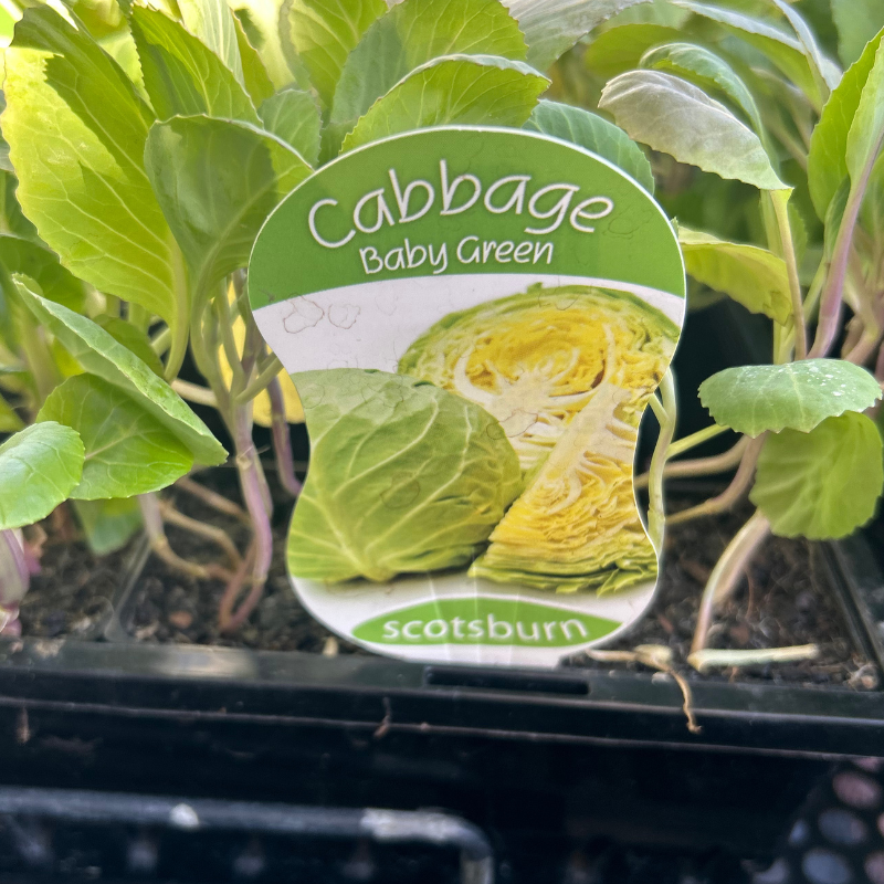 Cabbage Baby Green punnet