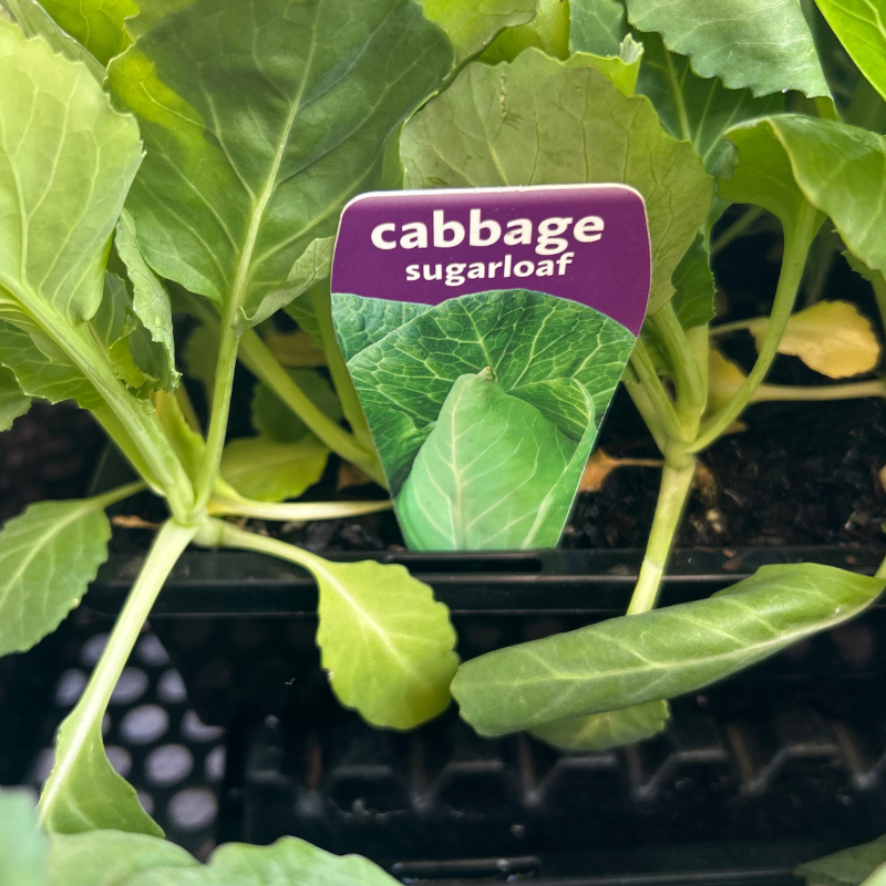 Cabbage Sugarloaf punnet