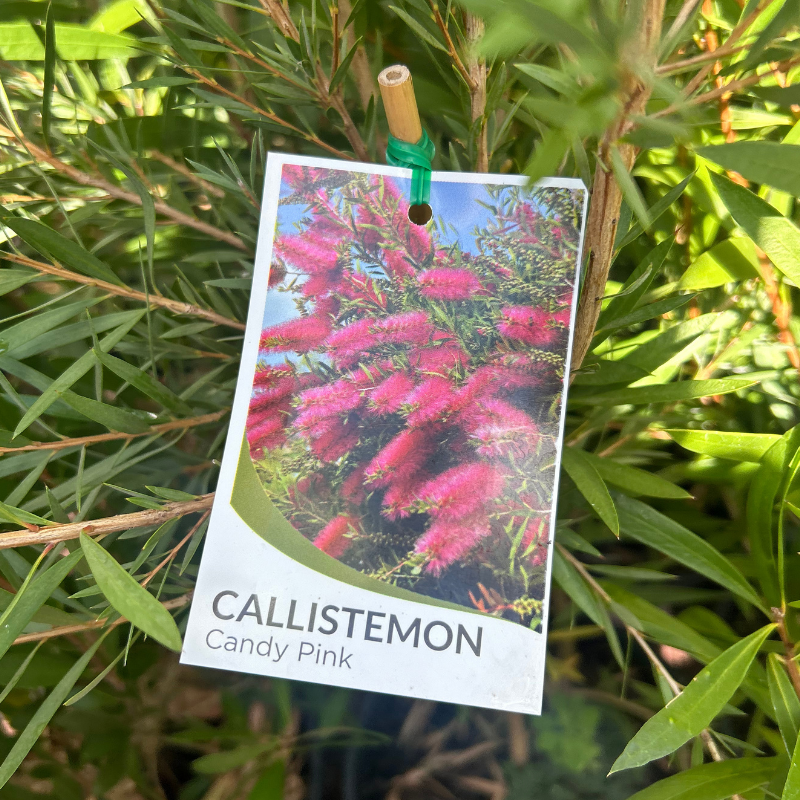Callistemon Candy Pink