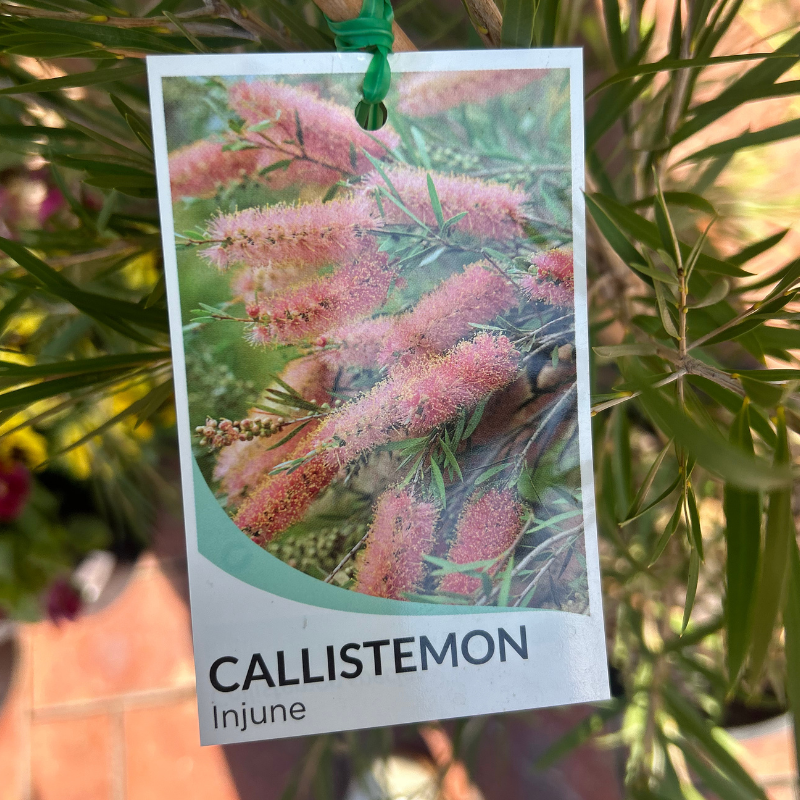 Callistemon Injune Pink