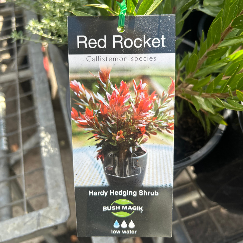 Callistemon Red Rocket