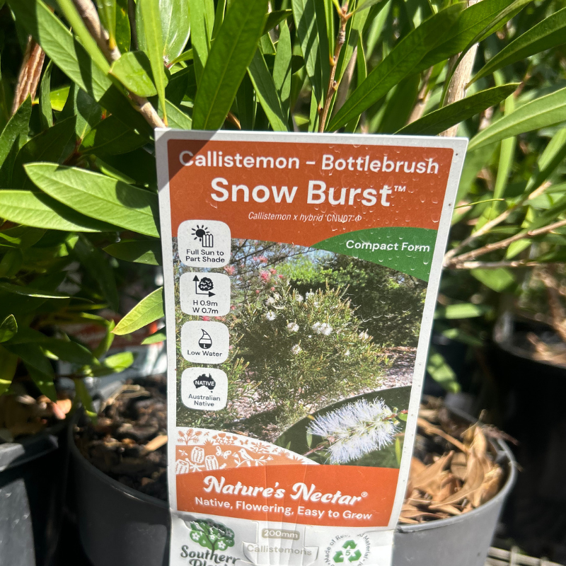 Callistemon Snow Burst