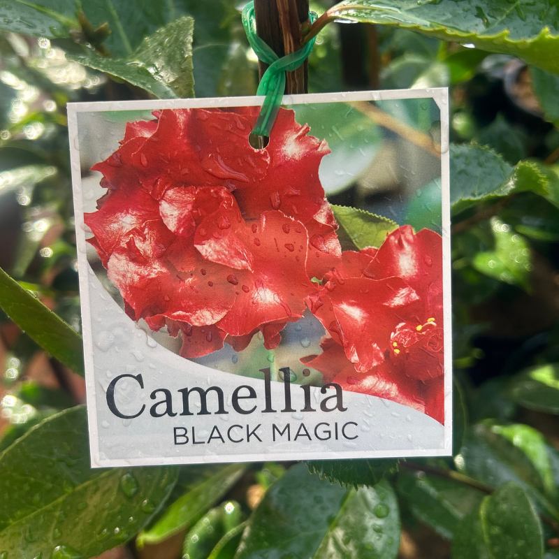 Camellia Black Magic