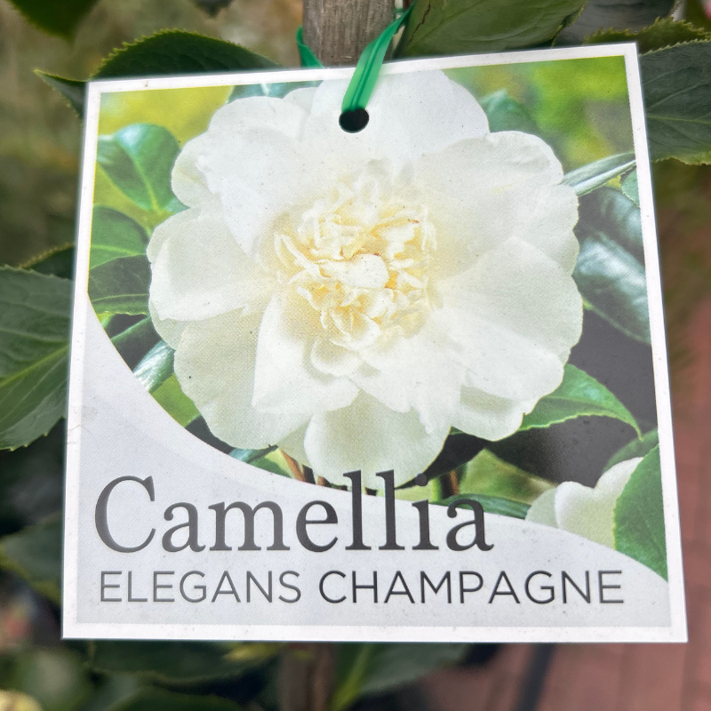 Camellia elegans Champagne