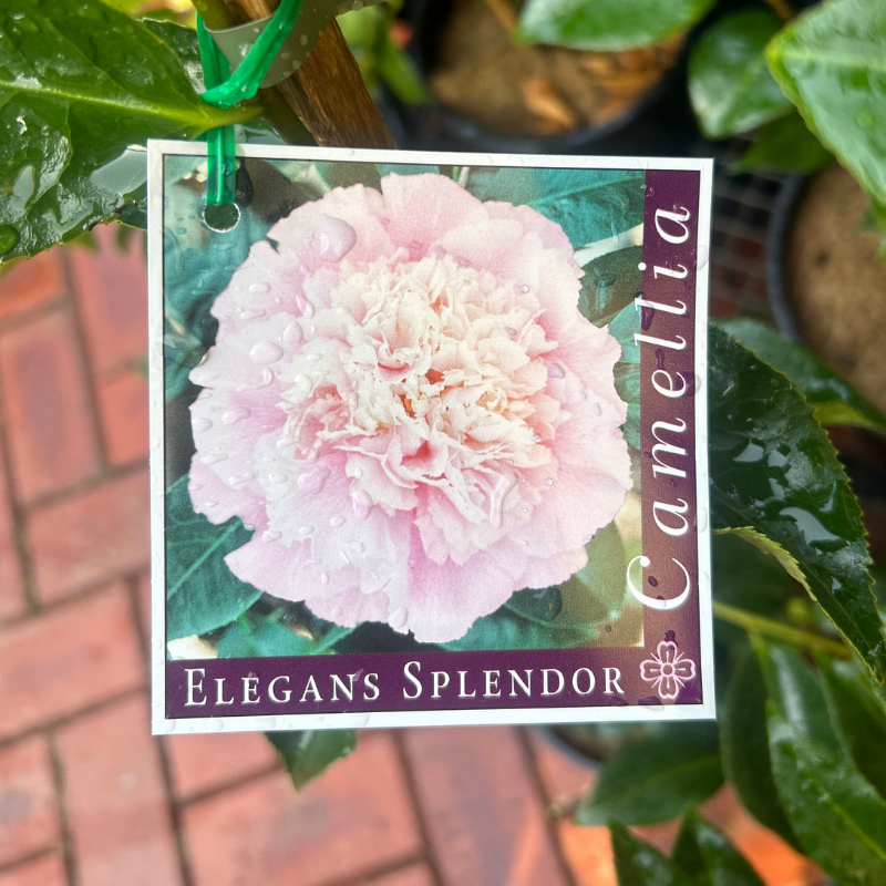 Camellia Elegans Splendor