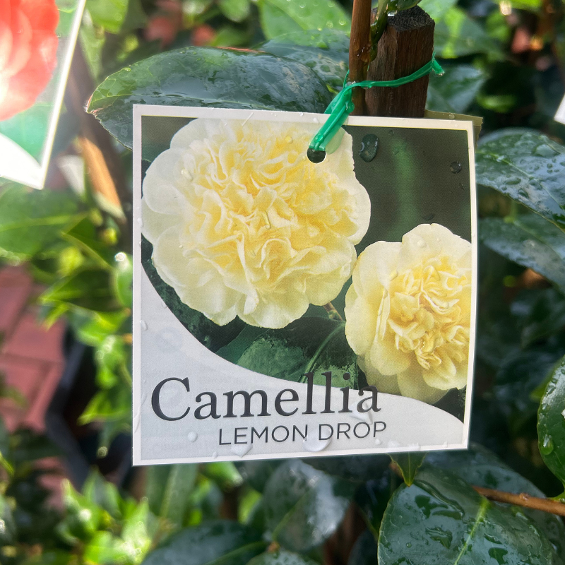 Camellia Lemon Drop