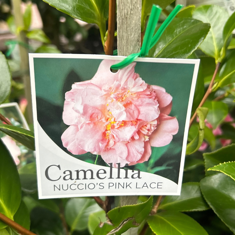 Camellia Nuccio's Pink Lace