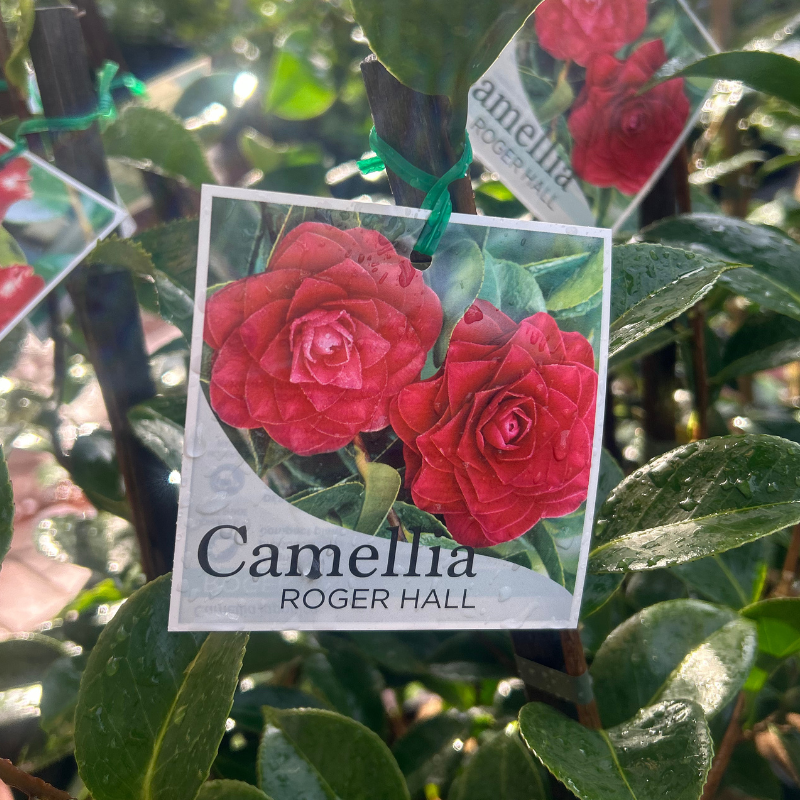 Camellia Roger Hall