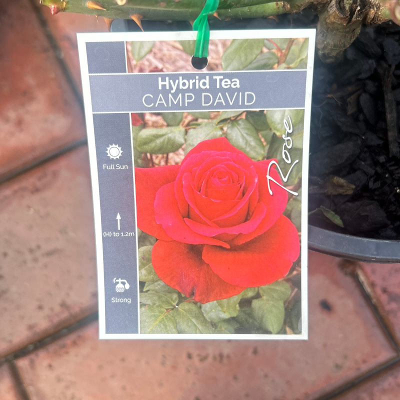 Camp David Bush Rose