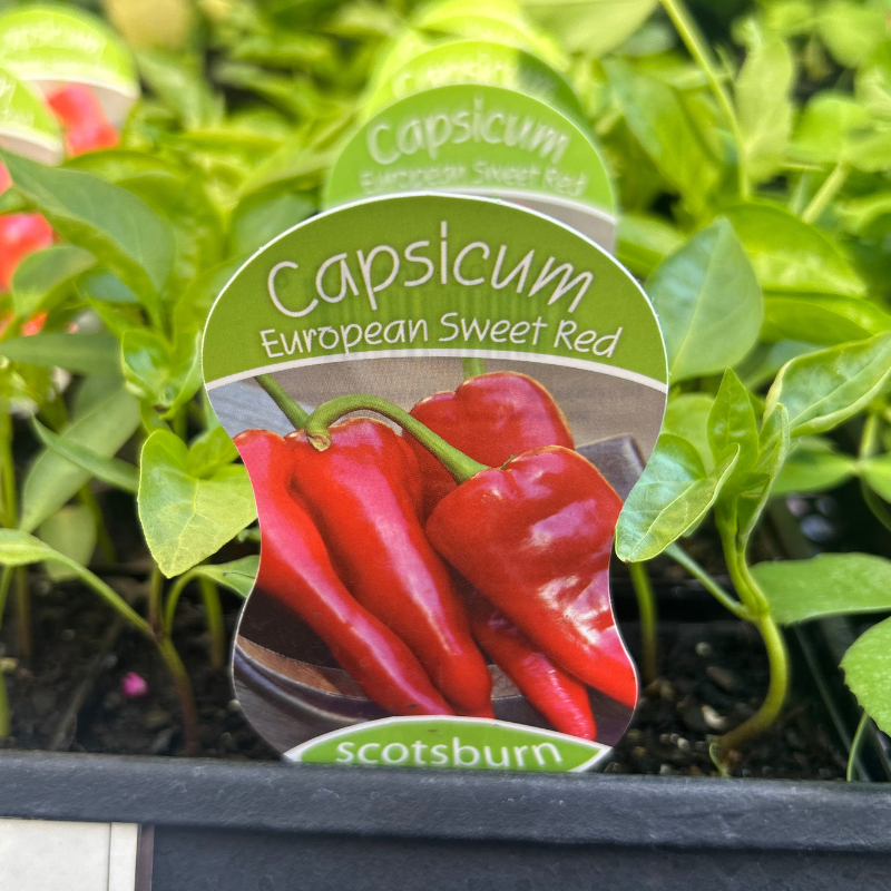 Capsicum European Sweet Red punnet