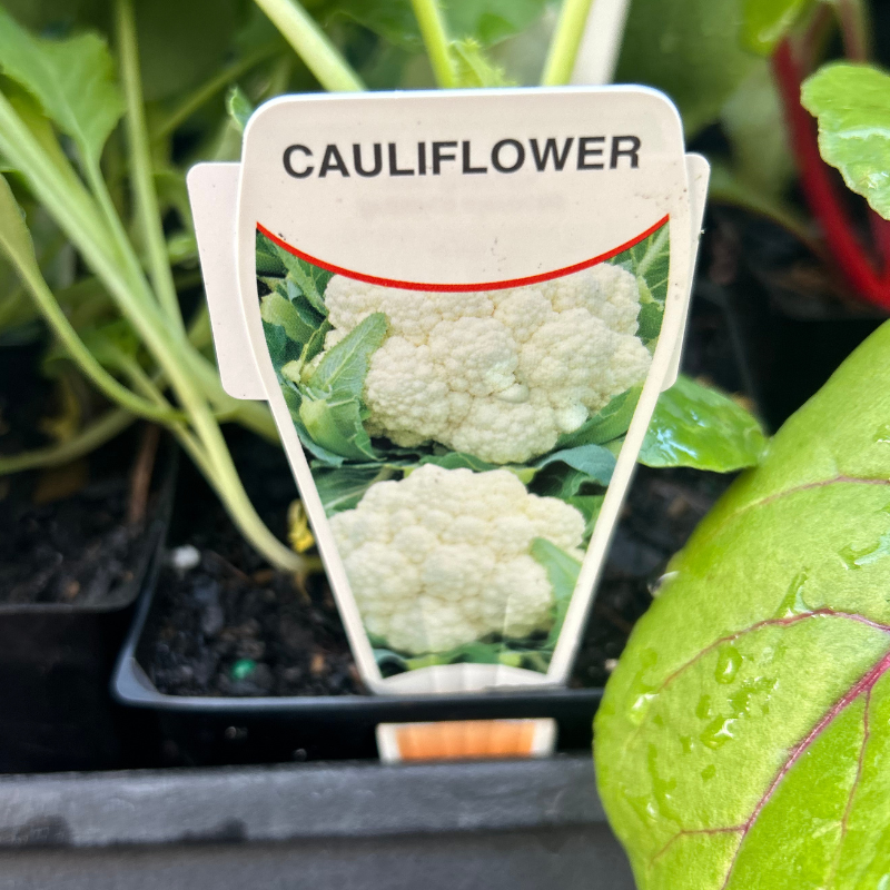 Cauliflower 100mm