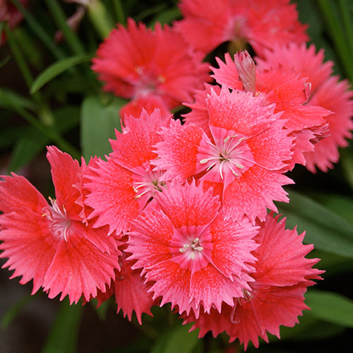 Dianthus 4 Pack Easy Colour