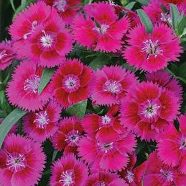 Dianthus 4 Pack Easy Colour