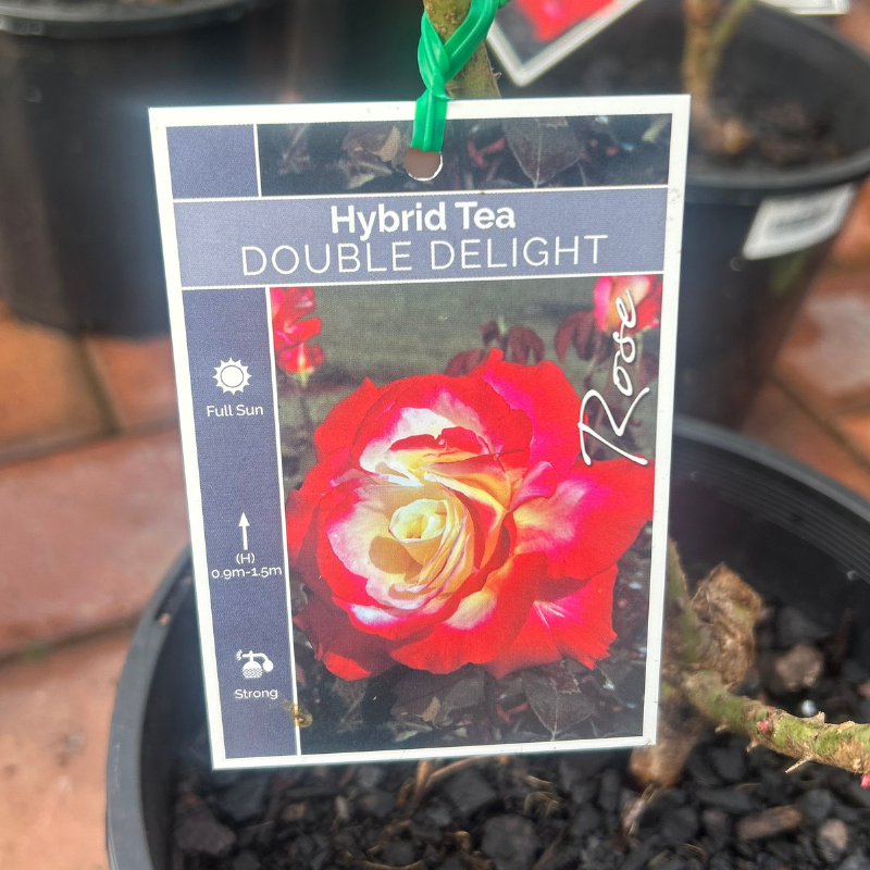 Double Delight Bush Rose