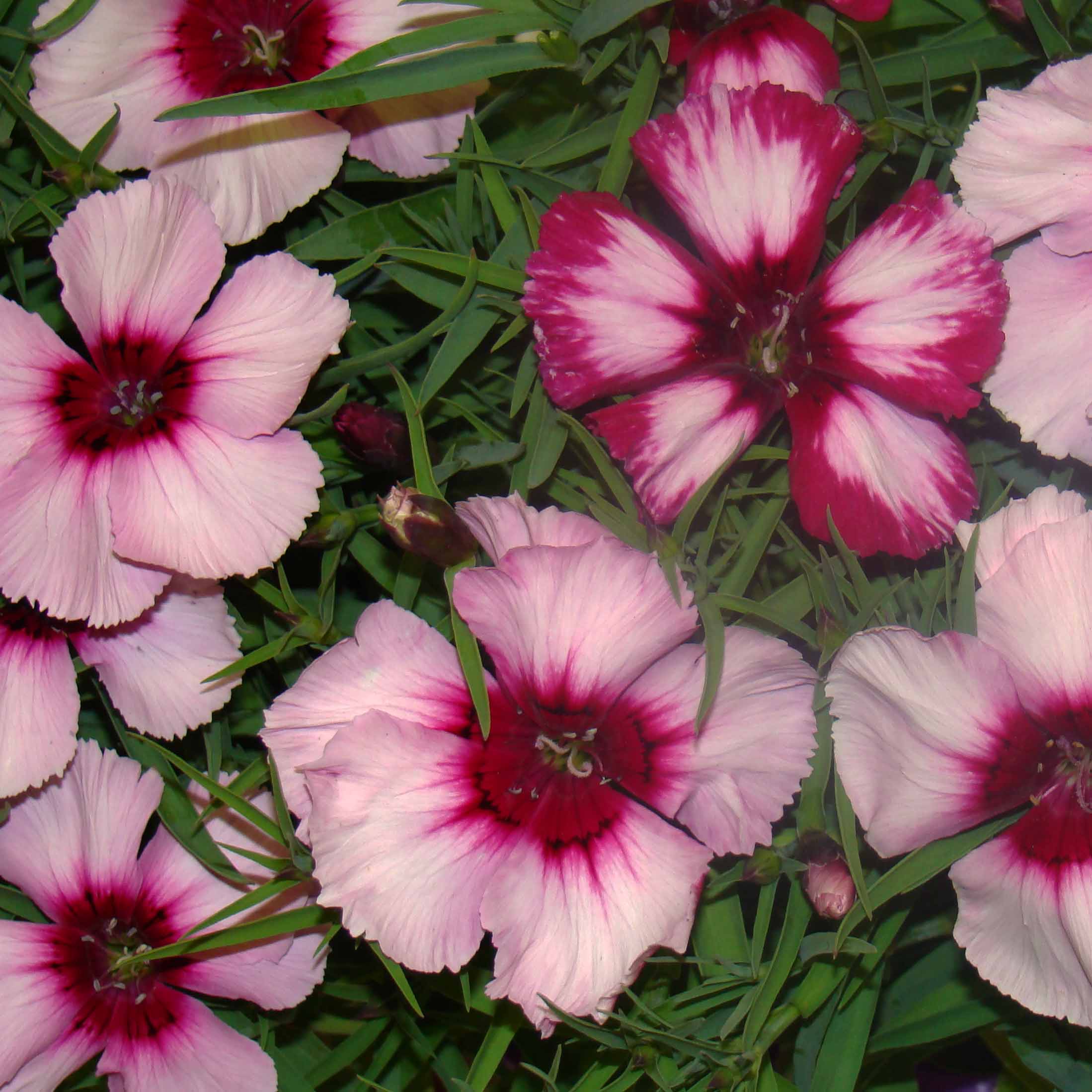 Dianthus 4 Pack Easy Colour