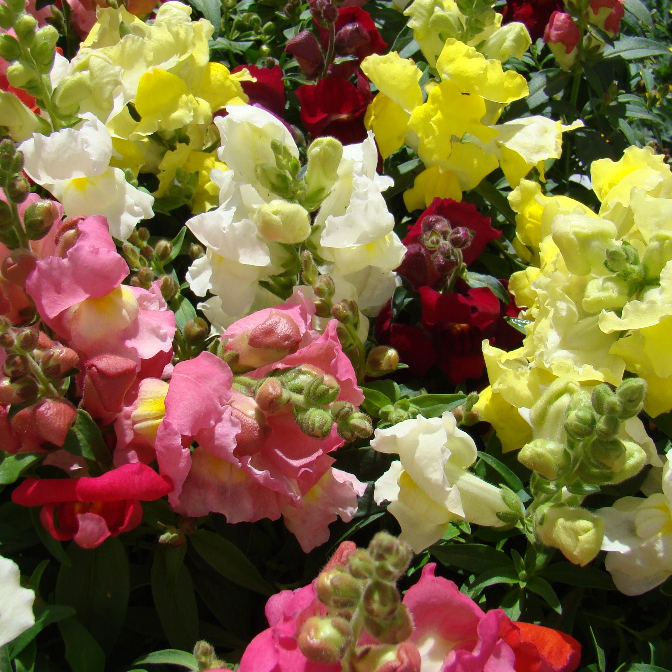 Snapdragon Mixed Easy Colour