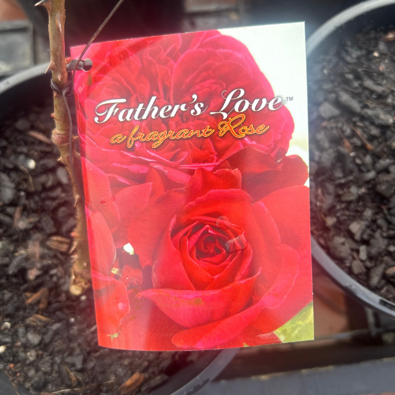 Father's Love Bush Rose