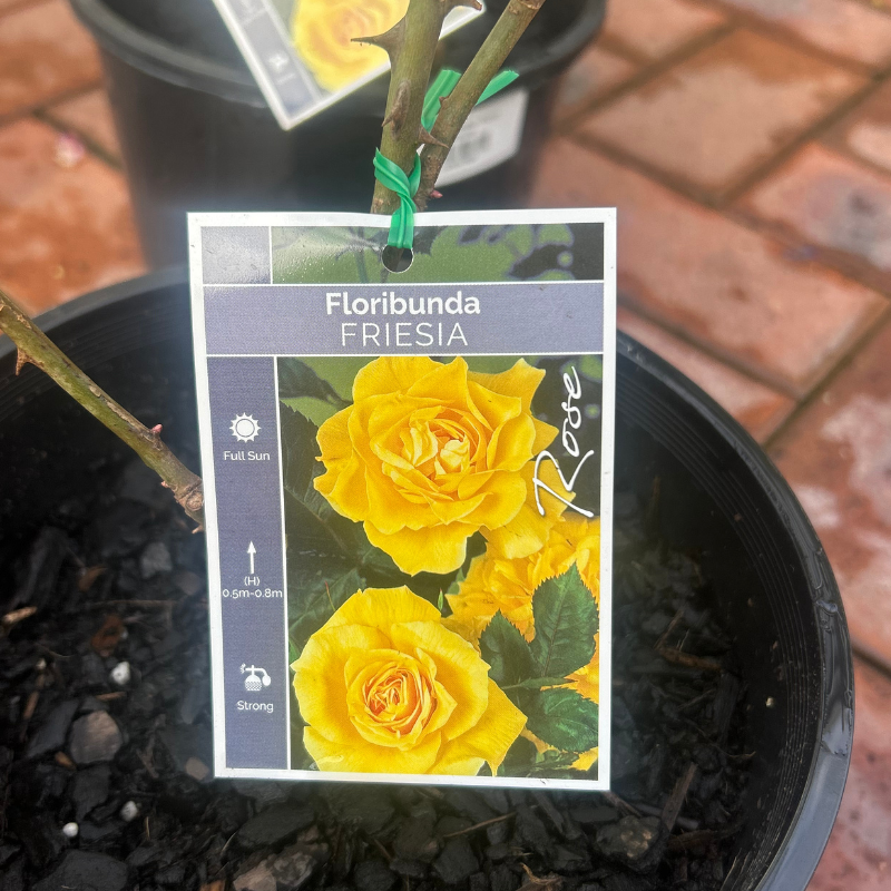 Friesia Bush Rose