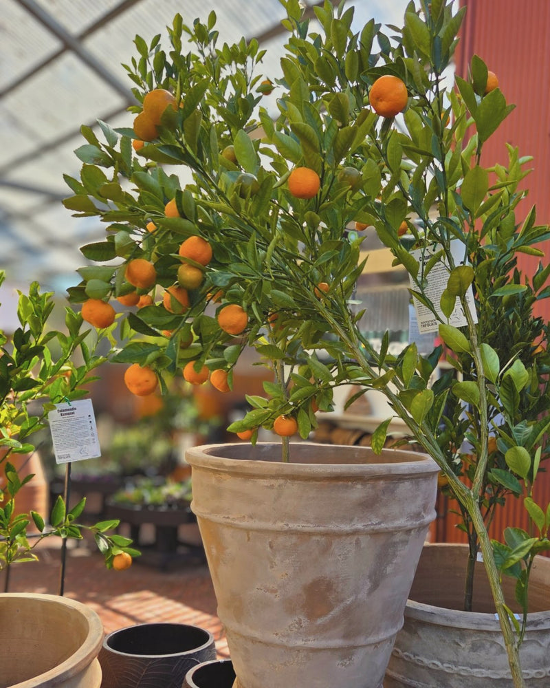 Potted citrus plant with oranges in a greenhouse setting