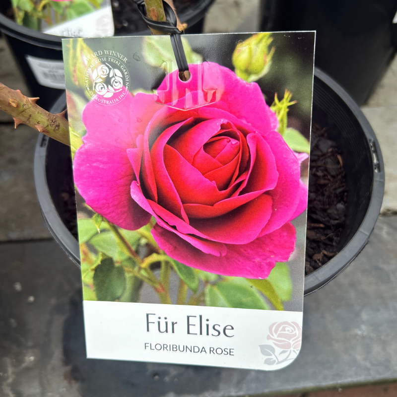 Fur Elise Floribunda Bush Rose