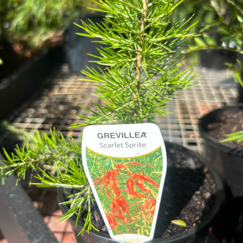 Grevillea Scarlet Sprite