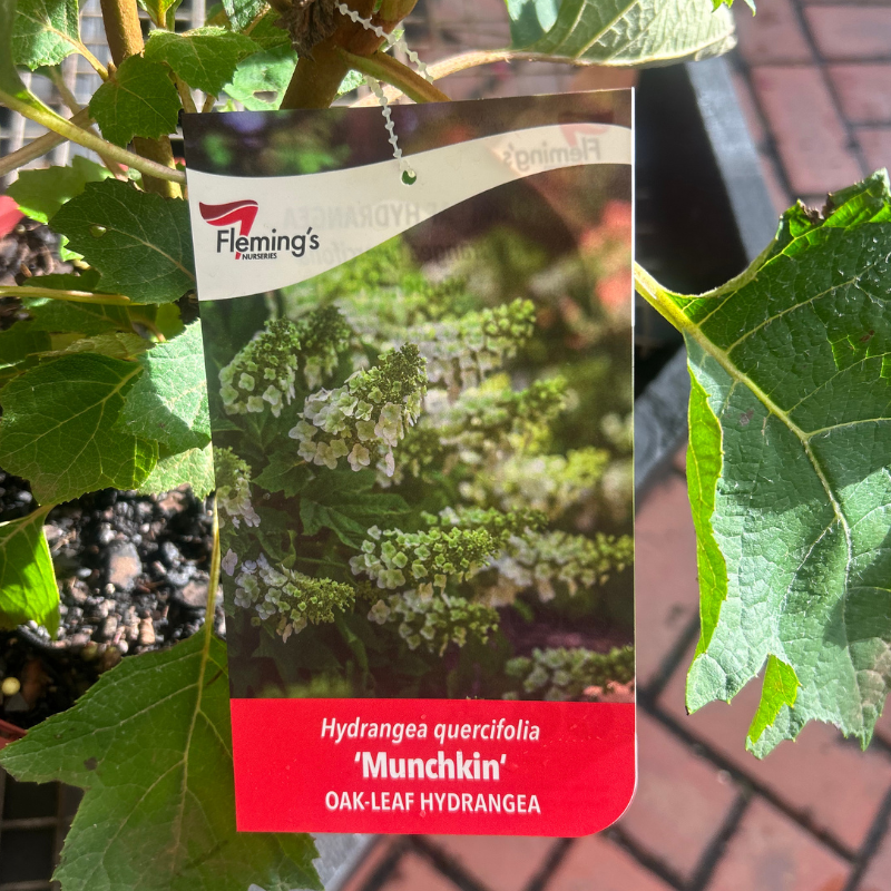 Hydrangea quercifolia Munchkin