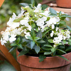 Hydrangea Runaway Bride