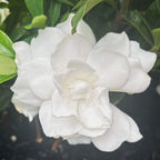 Gardenia White Goddess