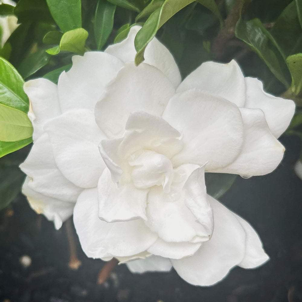 Gardenia White Goddess
