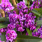 Hardenbergia Happy Wanderer