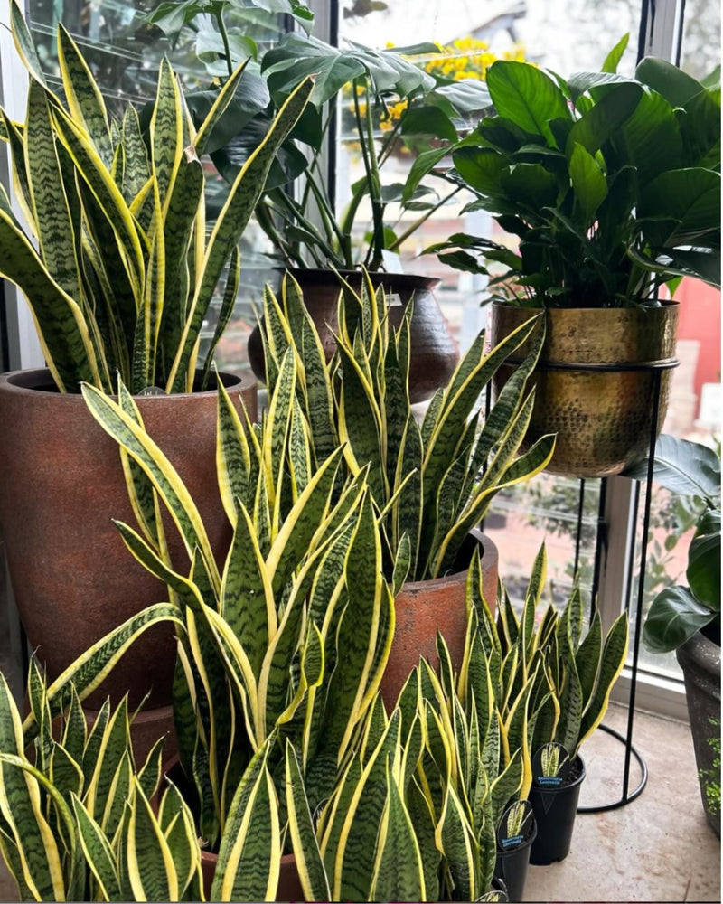 Potted plants including snake plants in a indoor setting
