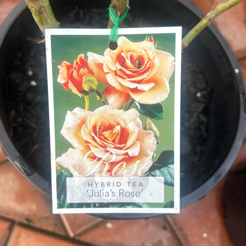 Julia's Rose Bush Rose