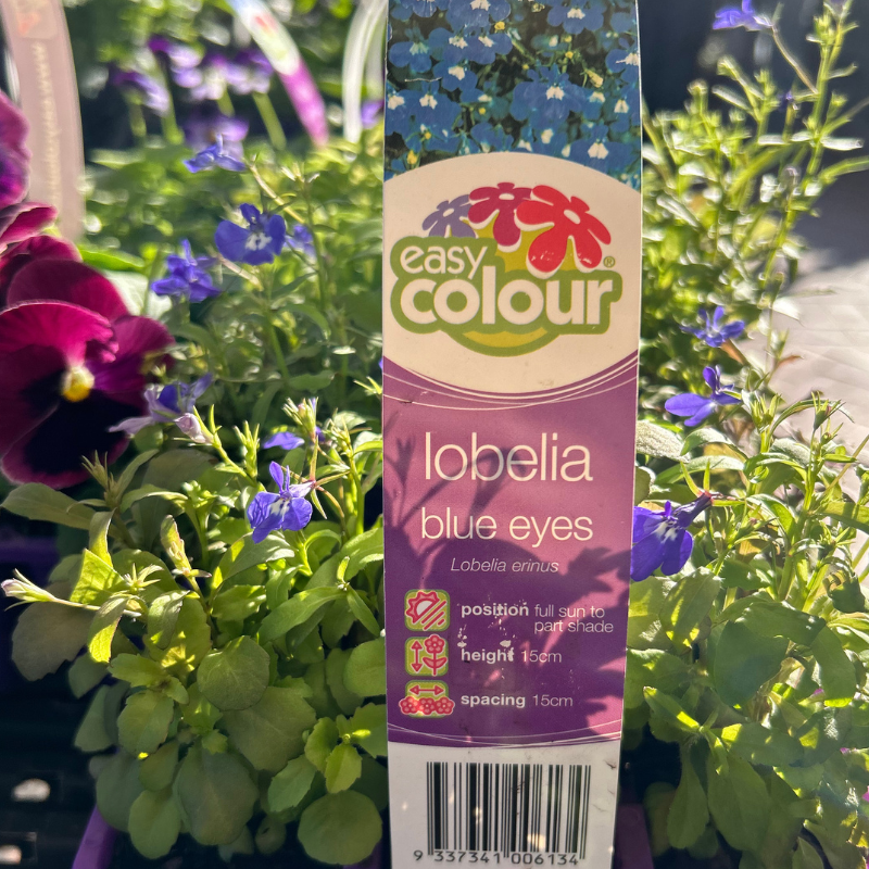 Lobelia Blue Eyes Easy Colour