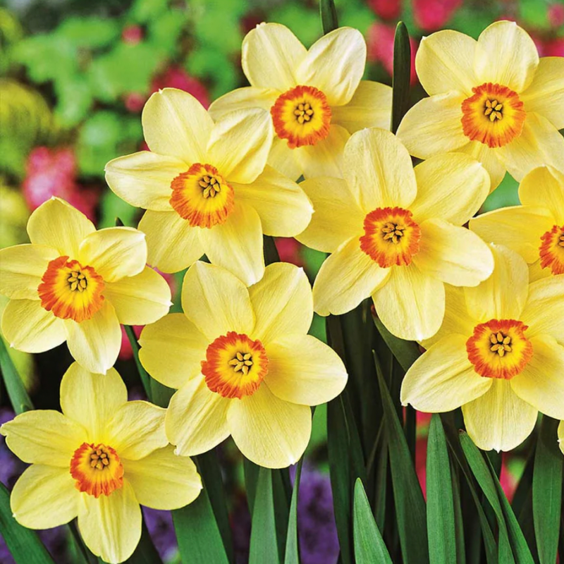 Daffodil Loveday