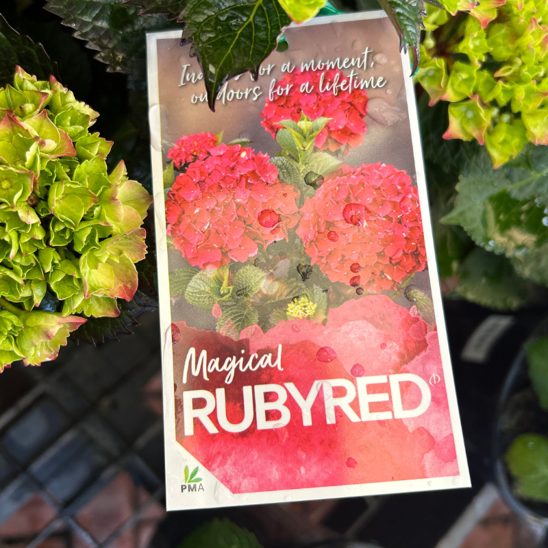 Hydrangea Magical Ruby Red