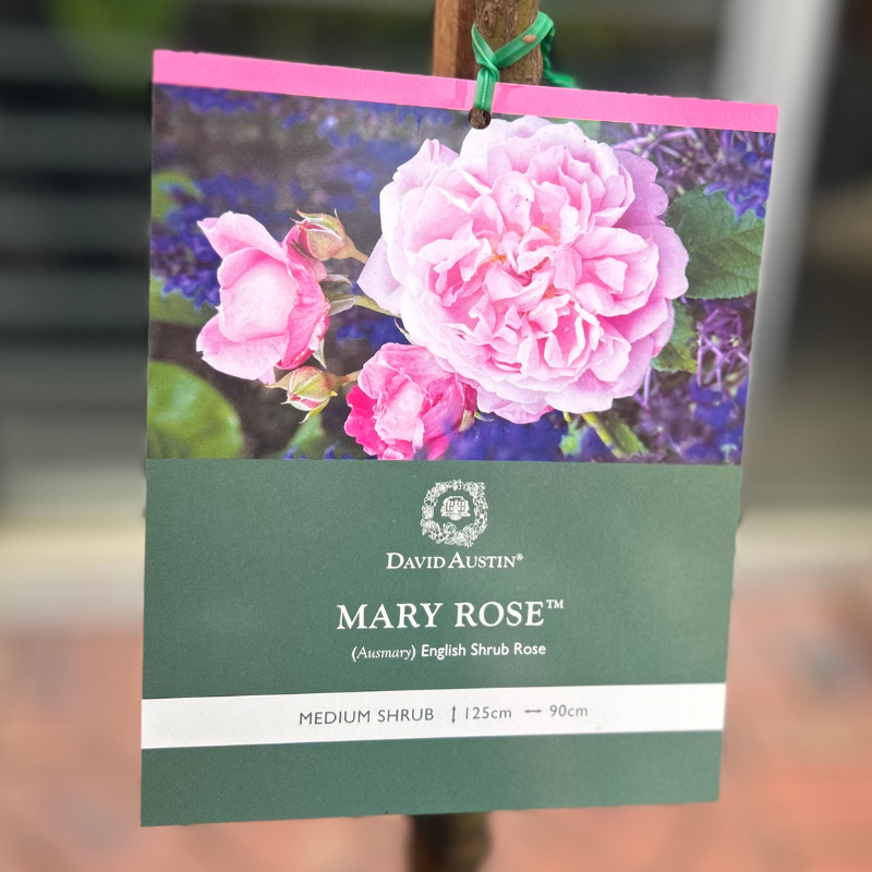 Mary Rose Standard Rose
