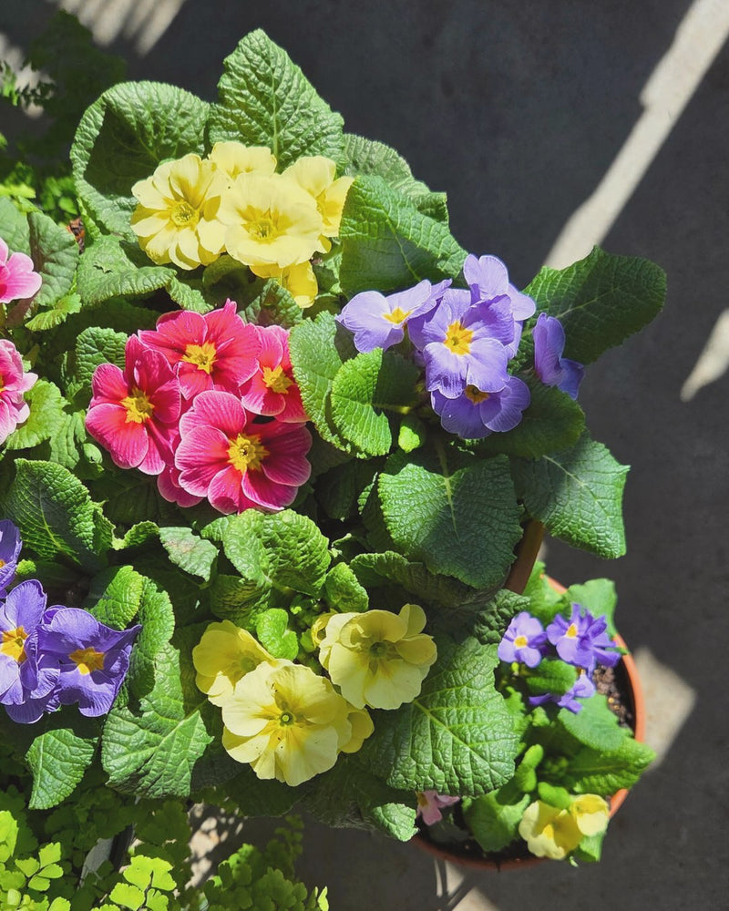 Colorful potted flowers with green leaves on a dark background