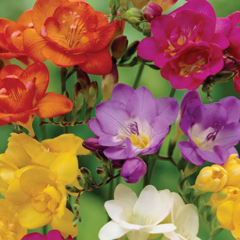 Mixed Freesia Bulbs