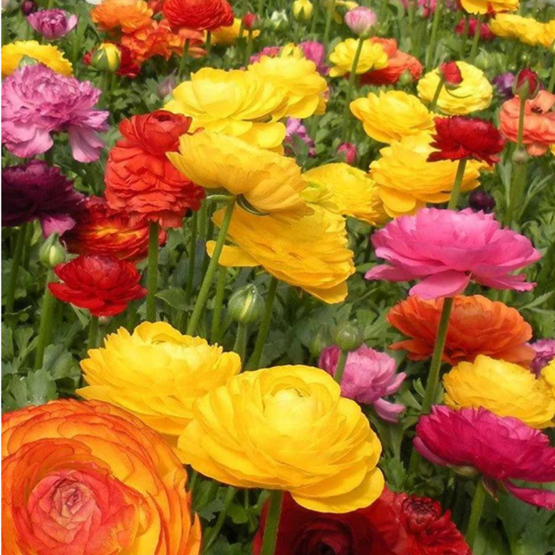 Ranunculus mixed