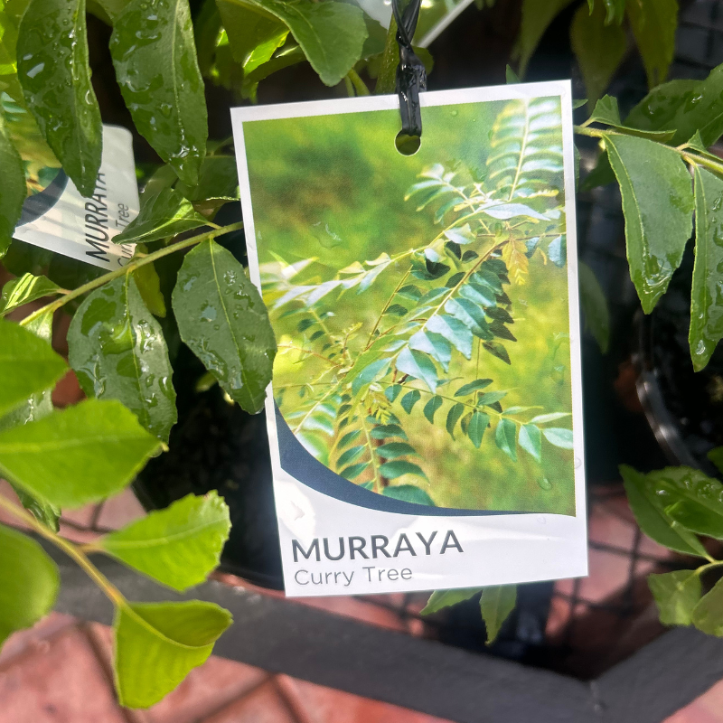 Curry Plant