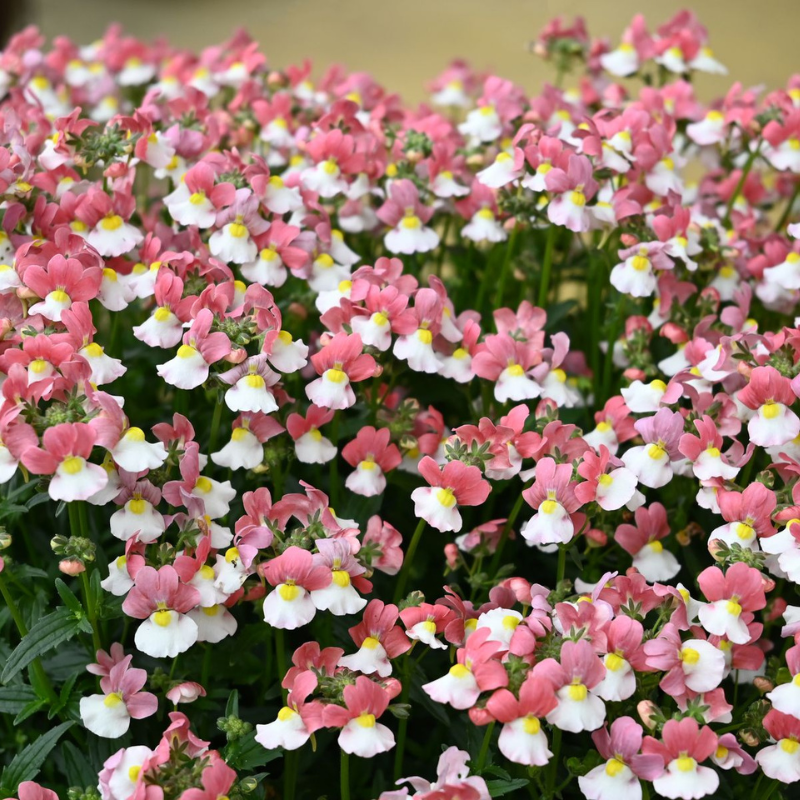 Nemesia Lady Penelope Flowerburst