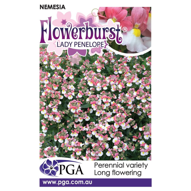 Nemesia Lady Penelope Flowerburst