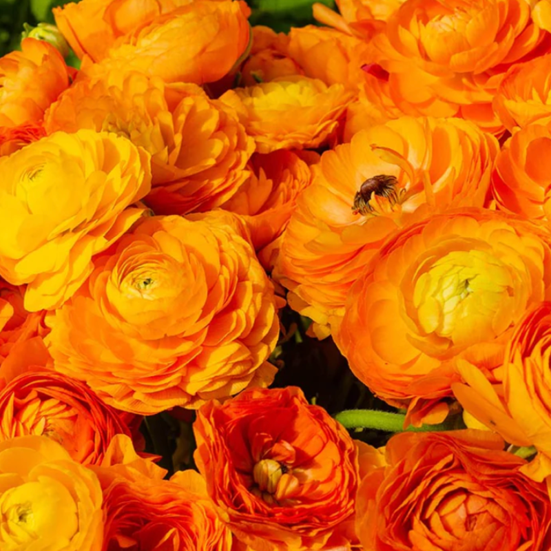 Orange ranunculus primo Arancione
