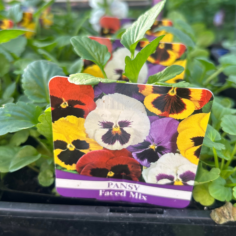 Pansy Face Mix punnet