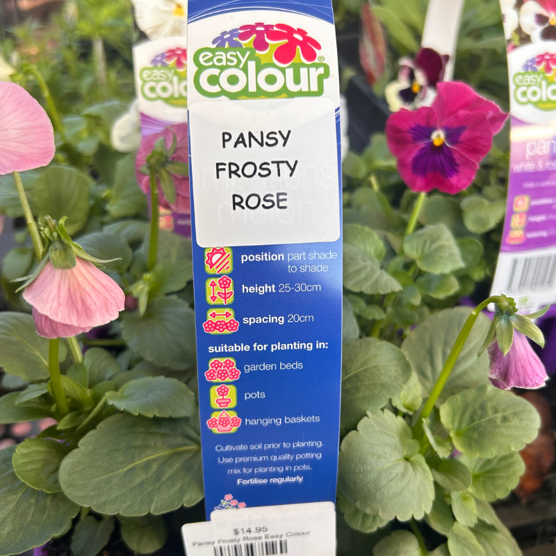 Pansy Frosty Rose Easy Colour