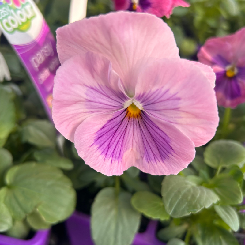 Pansy Frosty Rose Easy Colour