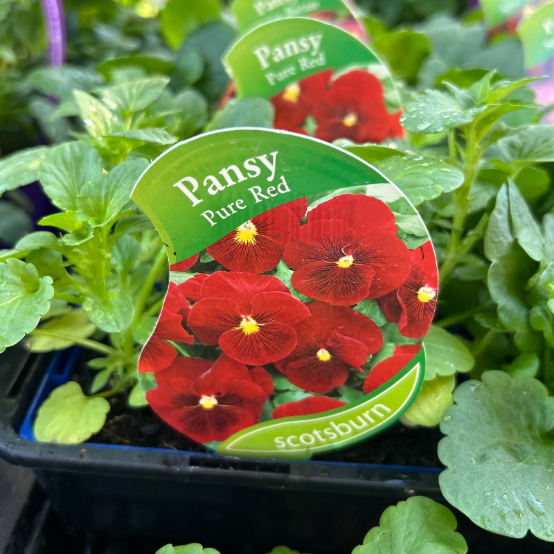 Pansy Pure Red punnet