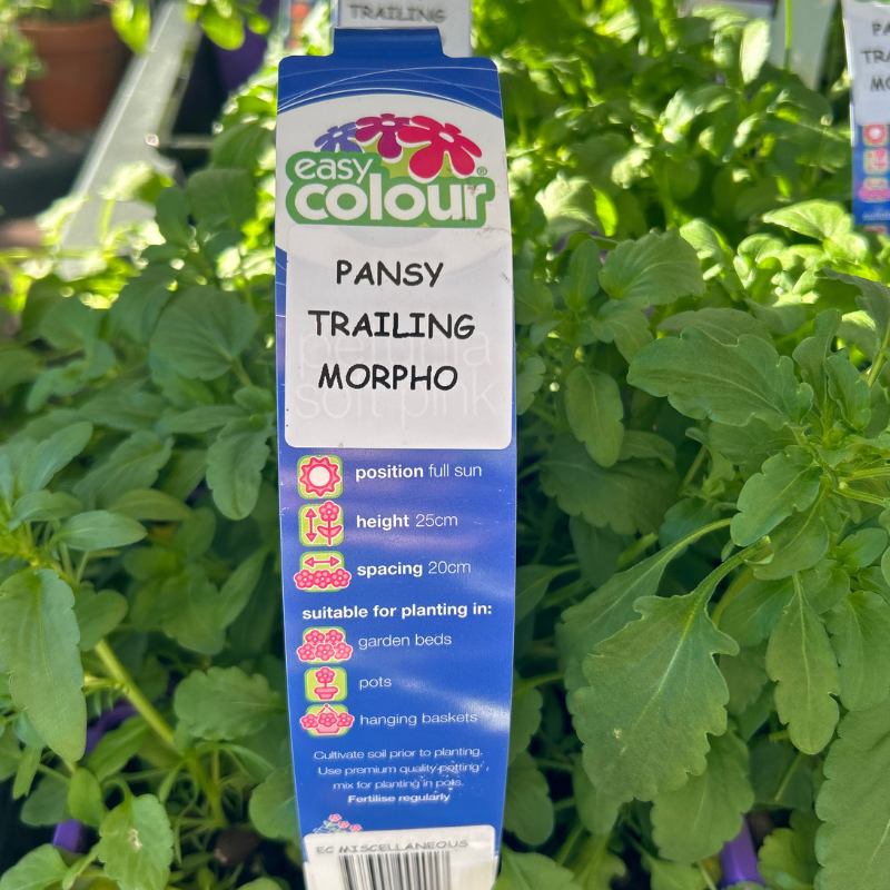 Pansy Trailing Morpho Easy Colour 4 Cell