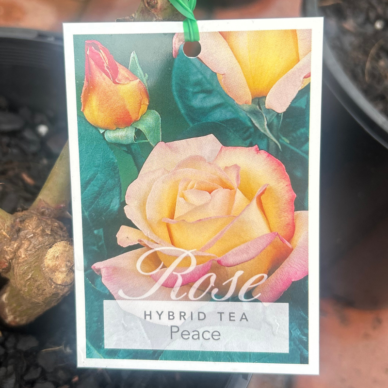 Peace Bush rose