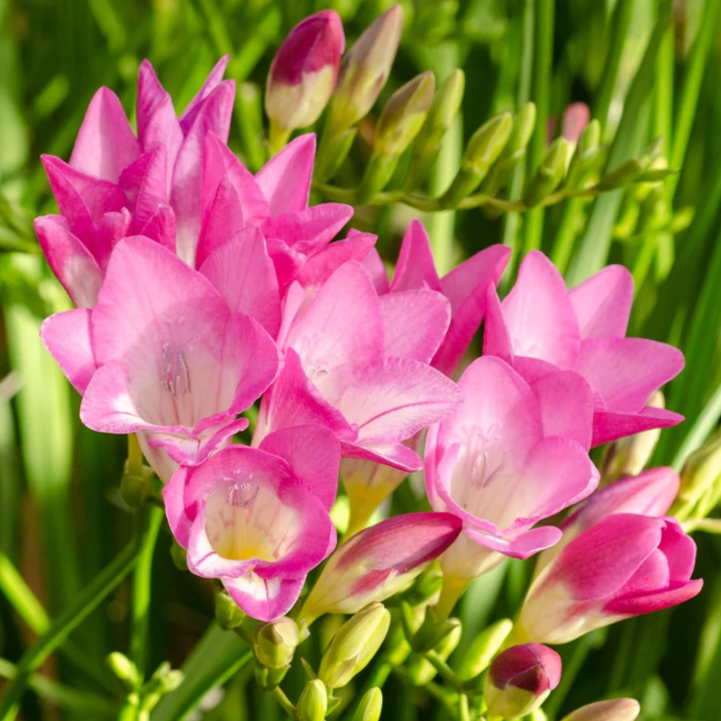 Freesia Pink Devotion